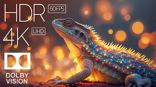 4K HDR 120fps Dolby Vision with Animal Sounds (Colorfully Dynamic)