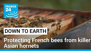 French beekepers prepare for killer Asian hornets to emerge from hibernation • FRANCE 24 English