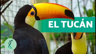 ¿Cuántas ESPECIES de TUCANES hay? 🐦 (Características, Hábitat, Alimentación y Reproducción)