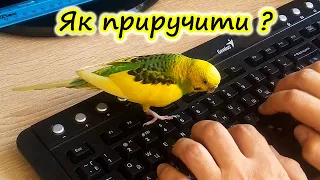 How to tame a budgerigar? How to teach a parrot to sit on your hand?