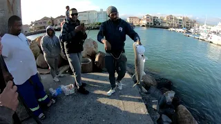 Kob Fishing in False Bay