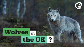 Can Wolves return to the UK?