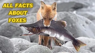 All Facts About Foxes