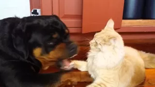 Young Maine Coon Cat fights Young Bentley the Rottweiler