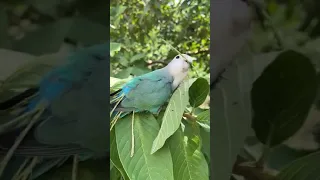 Попугай делает себе хвостик из листочков / A parrot makes a tail out of leaves