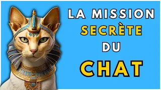 🐱 La Mission SECRÈTE des CHATS: Pourquoi les Chats arrivent ils dans TA VIE ?