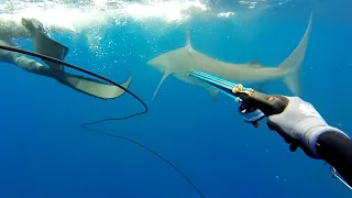 Hungry galapagos sharks going nuuuuuuuts