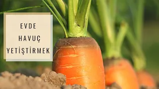 Evde Havuç Yetiştirmek | Saksıda Kolay Bitki Bakımı🥕