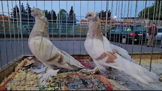 JEDLIŃSK Gołębie pigeons targ Andrzej W 28.04.2024 cz. 2/2💥Gołębie jasne i wyszwance Andrzeja Radom💥