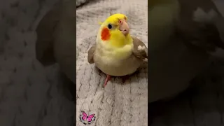 Cookie Song Cockatiel || Cockatiel Singing  #cockatiel #shorts #cockatielsinging #ginger