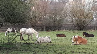 Ich nehm' Euch mit in meine Welt - meine Pferdeherde