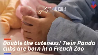 Double the cuteness! Twin Panda cubs born in a French zoo