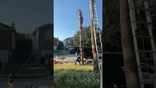 Cutting Down Dead Palm Trees at the castle