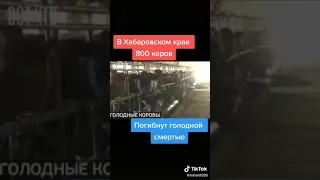 бедные коровы😭😭😭