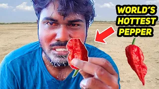 World's Extreme Spiciest Chilli Eating Challenge Went Wrong | Carolina Reaper | Mad Brothers