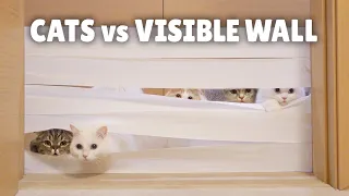 Cats vs Visible Wall | Kittisaurus