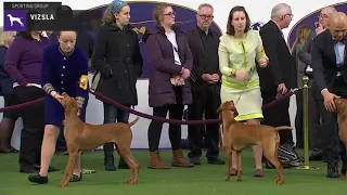 Vizslas | Breed Judging 2020