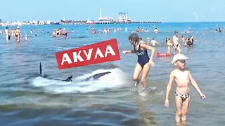 АКУЛА в Анапе у берега. Отдыхающие в шоке