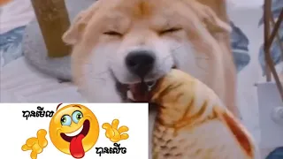 #TikTok7777#   😱Funniest e Dogs and Cats - Awesome Funny Pet Animals Life Videos .