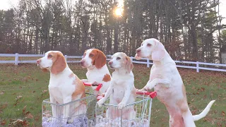 Dogs Double Date in Shopping Carts: Funny Dogs Maymo & Potpie Take Penny & Indie out to Eat