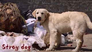 An old man picked up a dog and found that it could chat with people and take care of them