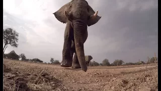 Elephant knocks over GoPro