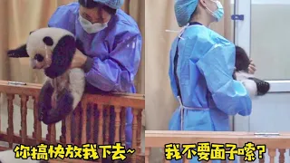 National Treasure Giant Panda Nurse: What's the point of wetting the bed every day?