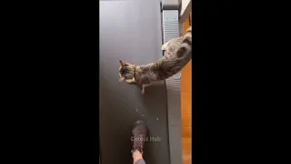 Funny Animals videos 2022,😂 Best 🐶 Dogs And Cats 🐱 videos,#shorts#animals