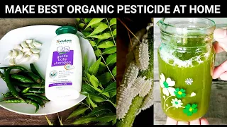 Eazy And Powerful Homemade Pesticide For Mealybugs, Aphids, Ants ~ 100% Organic And Safe