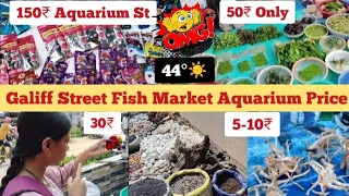 Galiff Street Aquarium Plants Price|Aquarium All Accessories|Recent Aquarium Update #galiffstreet