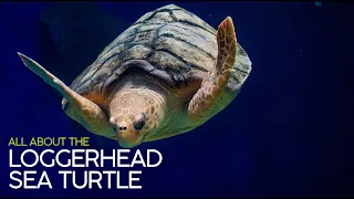 All About the Loggerhead Sea Turtle