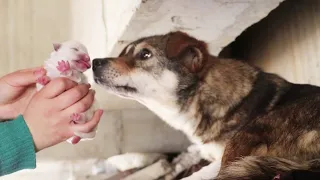 In order to protect the puppy, the dog mother hid in the bridge hole and gave birth to 9 cubs