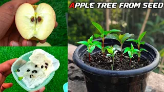 How To Grow Apple Tree From Seed Easily At Home | Growing Apple Tree Form Seed