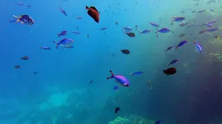 Подводный мир Красного моря. День 1 | The underwater world of the Red Sea. Day 1 (4K)