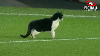 When Animals went on to the football pitch - football moments