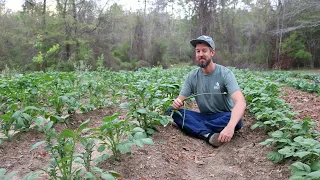 Just Seven Months In! [End of March Garden Tour]