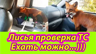 Лиса в Машине, внеплановая проверка запасов - Жизнь с Лисой / MIKI THE FOX