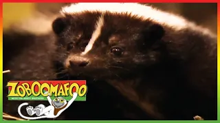 Zoboomafoo with the Kratt Brothers! STINKY | Full Episodes Compilation