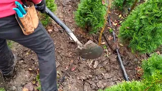 Швидкий метод посадки невеликих рослин без накопування ямок