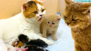 Dad cat punished mom cat that she left the kittens alone