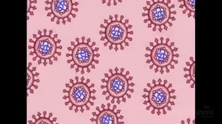 Ciclo Viral | HHMI BioInteractive Video