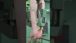 How pig is cut in half in pig farm