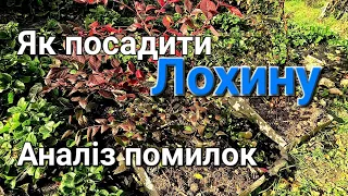 Як посадити лохину в домашніх умовах | Як зробити кислий грунт для лохини | Торфосуміш для лохини