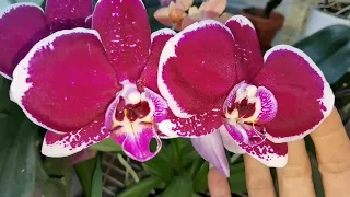 #orchid #орхидеи #цветы Мои орхидеи.