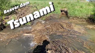 Beaver Dam Removal Compilation. Tsunami.