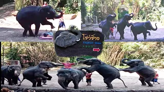 ELEPHANT SHOW AT SAFARI WORLD BANGKOK THAILAND | CHRYSCAEL CHANNEL