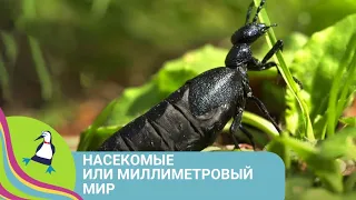 👨‍👨‍👧‍👧 ШОУ О НАСЕКОМЫХ И ПРИРОДЕ! Насекомые или миллиметровый мир. Фильм в HD  STARMEDIAKIDS