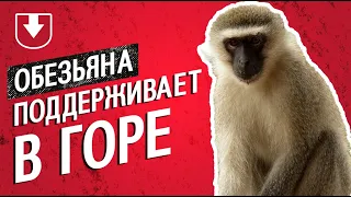 Обезьяна из Индии приходит на похороны, чтобы утешать людей