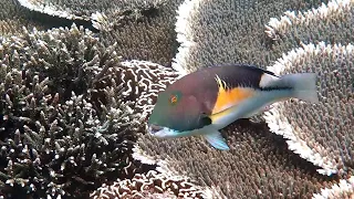 Snorkeling Komodo. Komodo Resort HouseReef Part 1. East Nusa Tenggara. Indonesia. June 2022