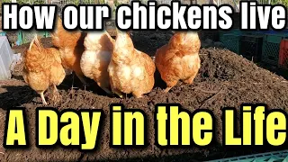 HOW our CHICKENS LIVE their LIFE in a chicken COMPOSTING YARD  #permaculture #chickens #compost 🐓